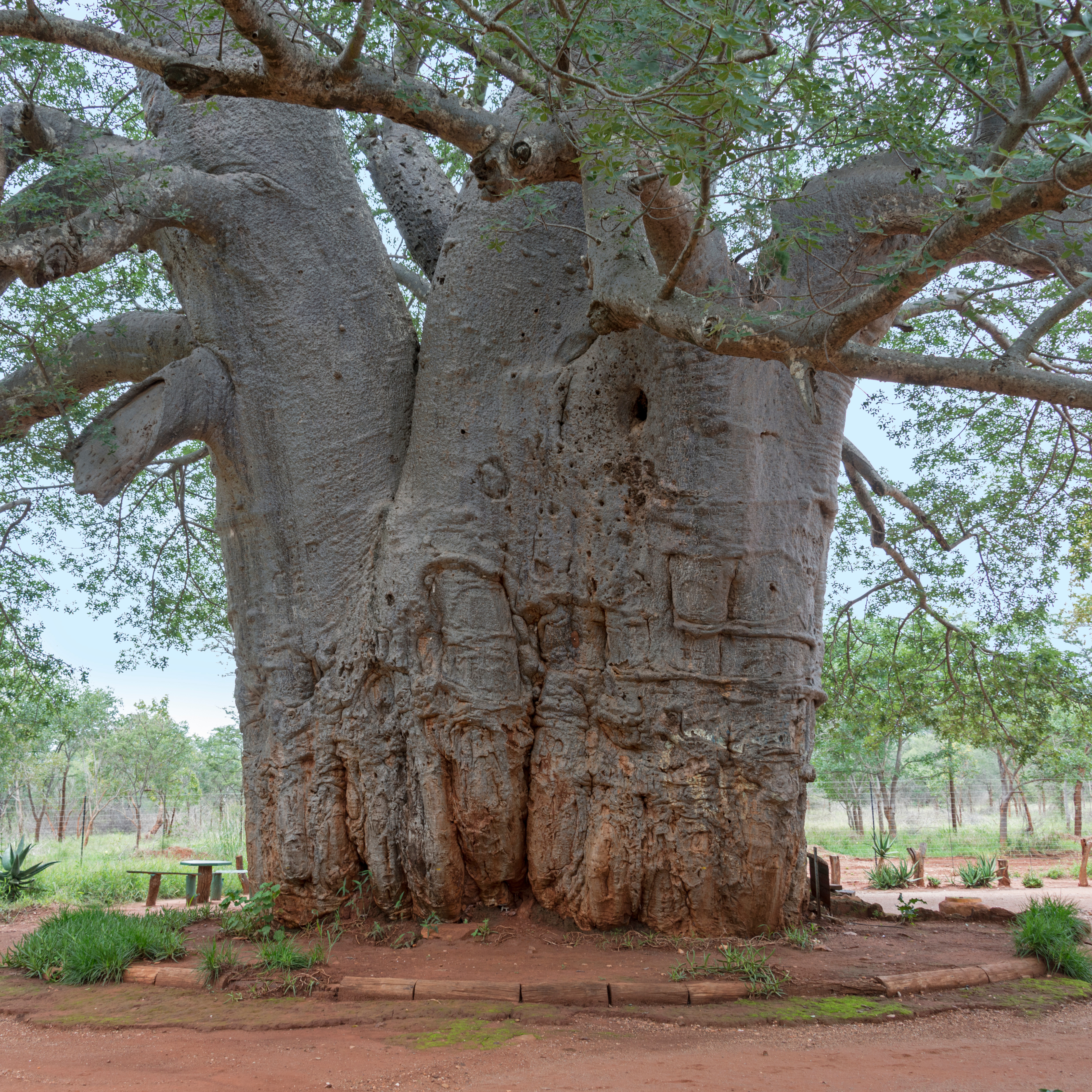 Arbre millénaire